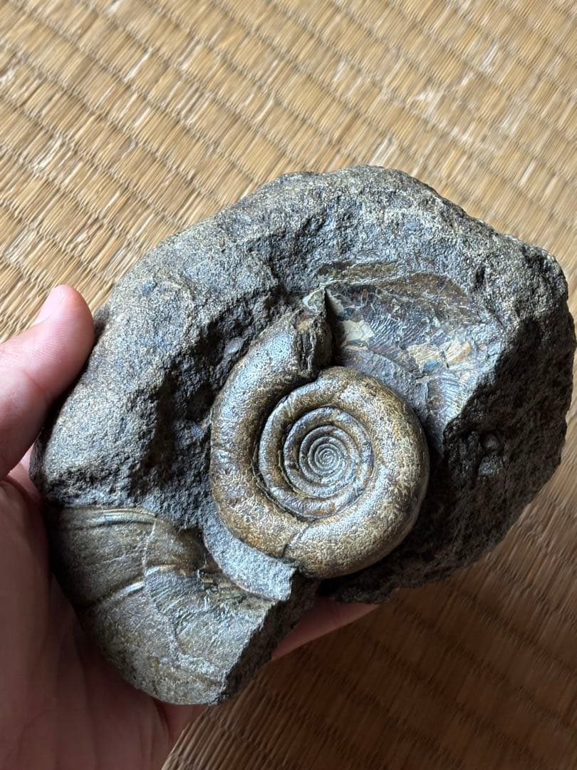 超レア　ゴードリセラス・ハマナカエンセ　化石　アンモナイト