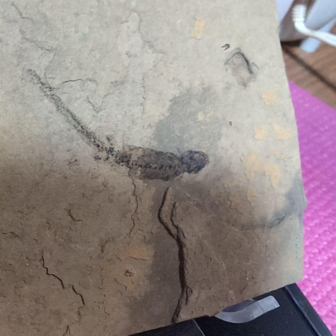 古生代ベルム紀前期　両生類ブランキオサウルス　化石　ドイツ　ラベル　専用台座付き