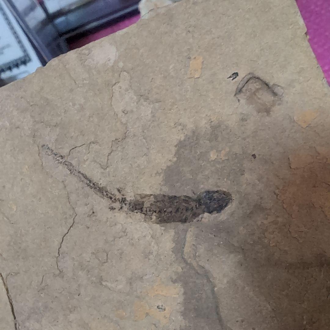 古生代ベルム紀前期　両生類ブランキオサウルス　化石　ドイツ　ラベル　専用台座付き