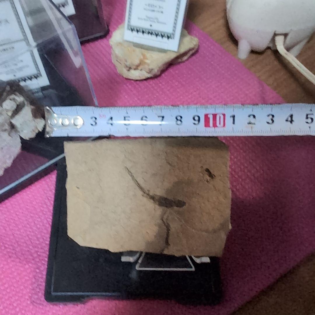 古生代ベルム紀前期　両生類ブランキオサウルス　化石　ドイツ　ラベル　専用台座付き