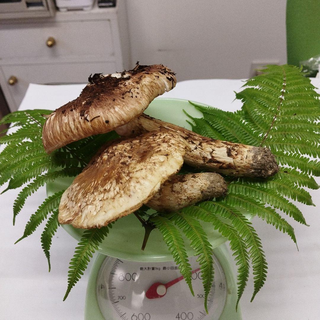 な*や様 広島県産松茸