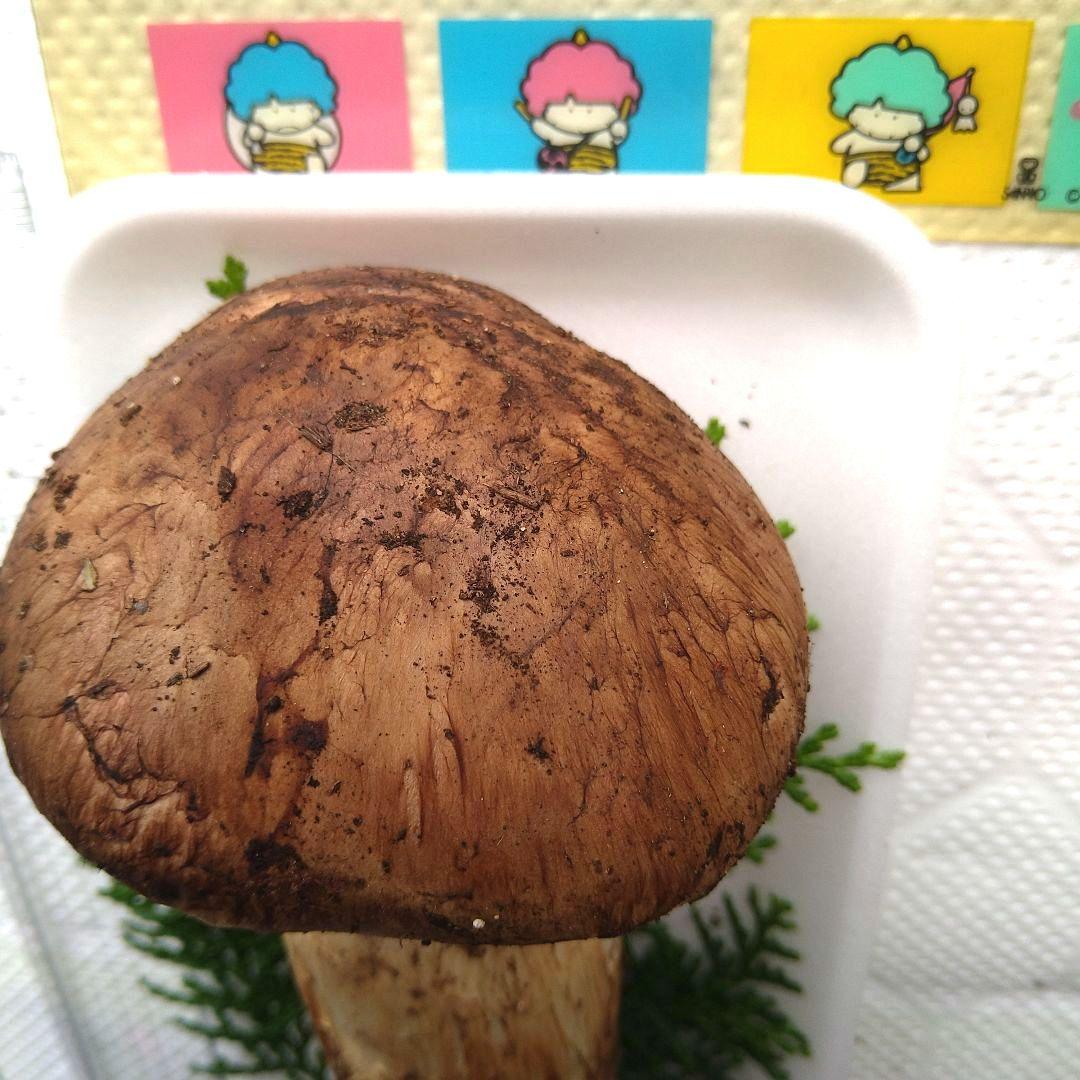 南信州産松茸約172g今季最大の大物