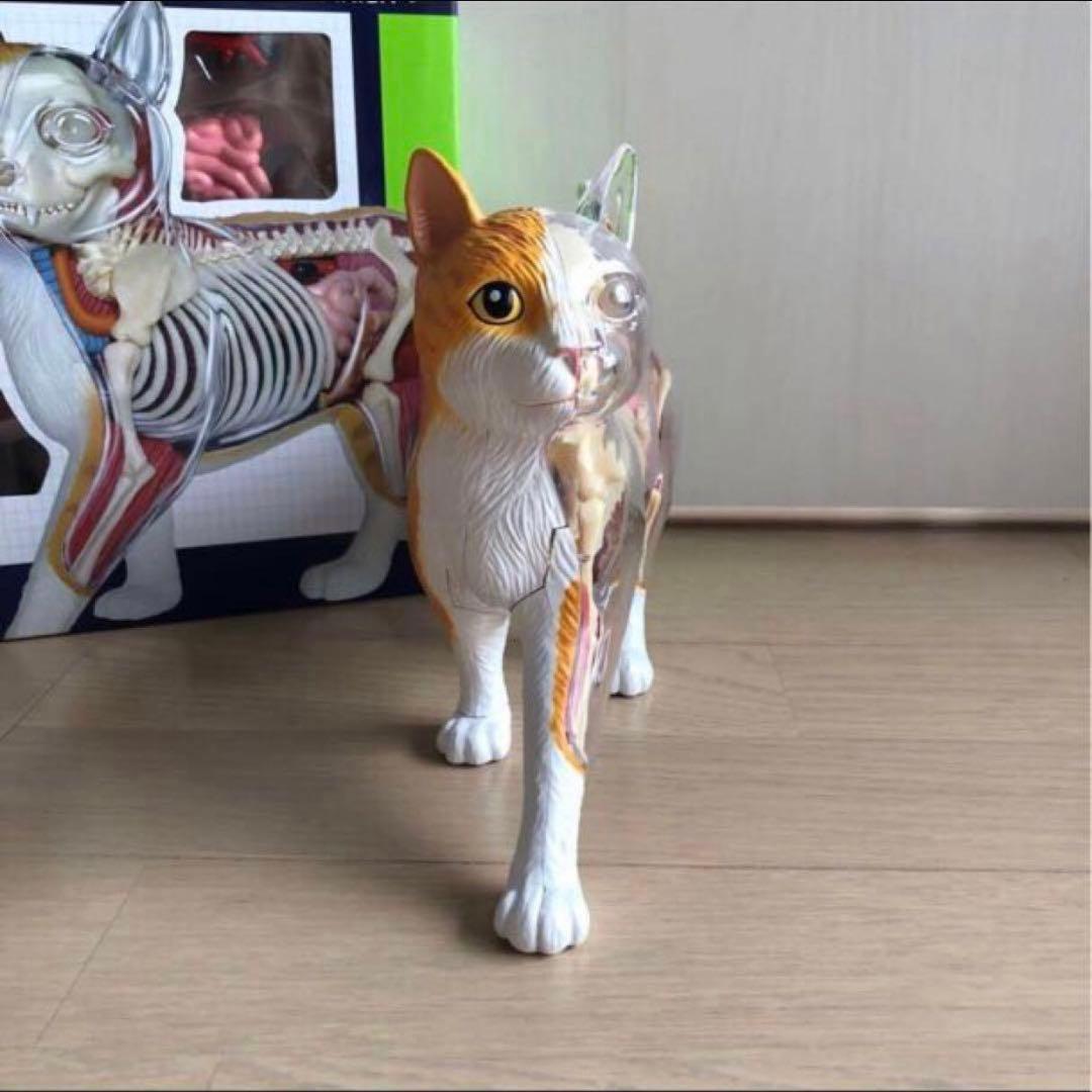 スカイネット立体パズル 4D VISION 猫解剖 モデル 茶白 青島文化教材社