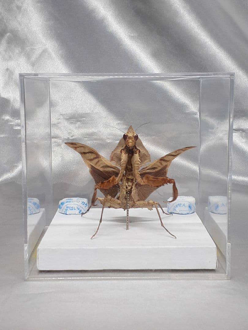 マオウカレハカマキリ雌　立体標本　魔王枯葉　ラスト１