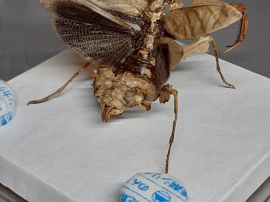 マオウカレハカマキリ雌　立体標本　魔王枯葉　ラスト１
