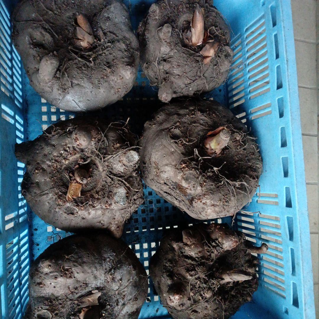 鳥取県産特大こんにゃく生芋15kg　　　　 　1-4