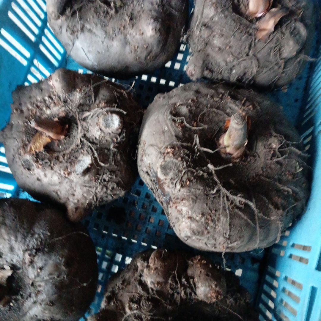 鳥取県産特大こんにゃく生芋15kg　　　　 　1-4