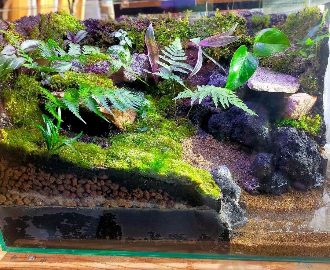 苔テラリウムケージ 水場と陸地のあるカエル・イモリ向けレイアウト（45cm水槽）
