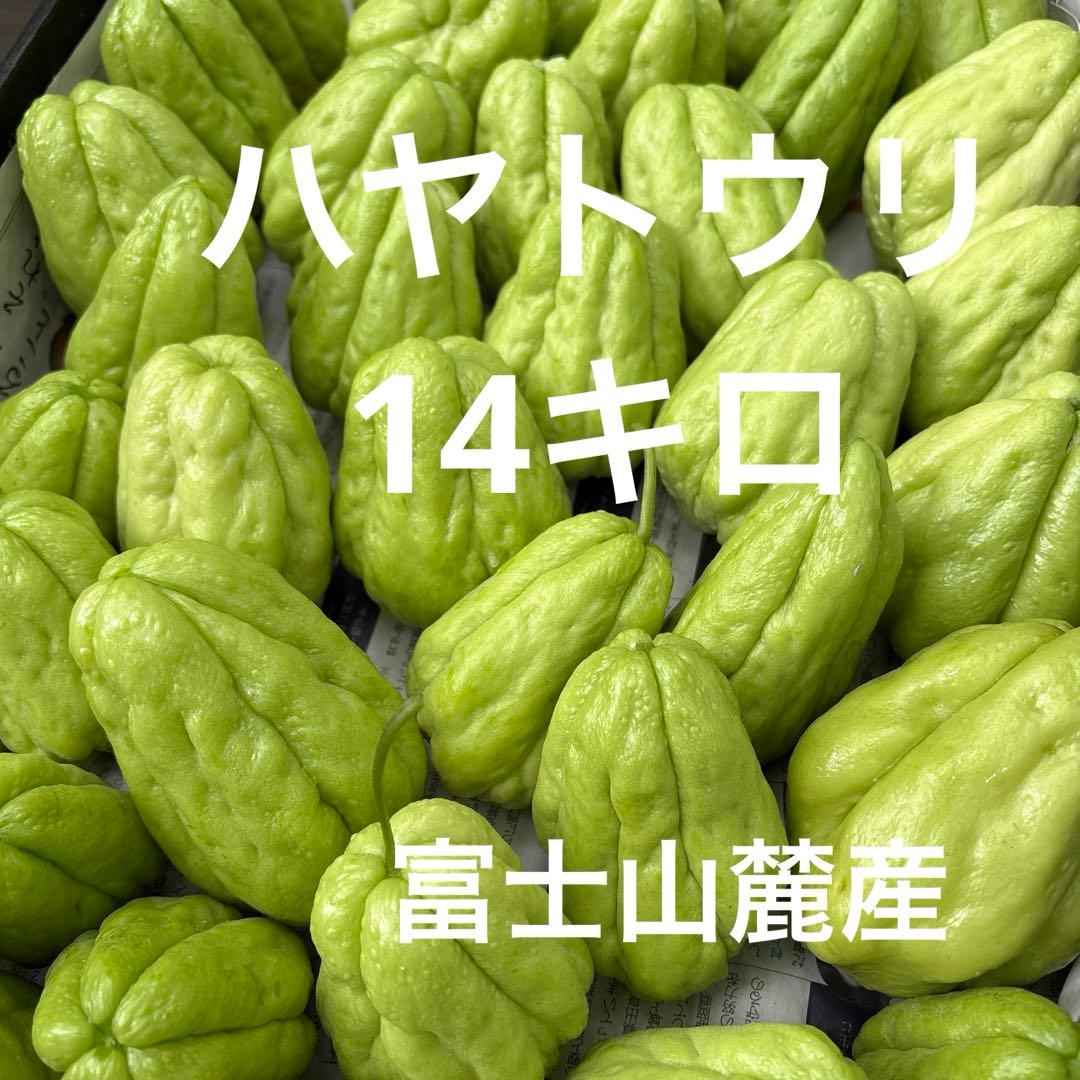 ハヤトウリ　14キロ 富士山麓産