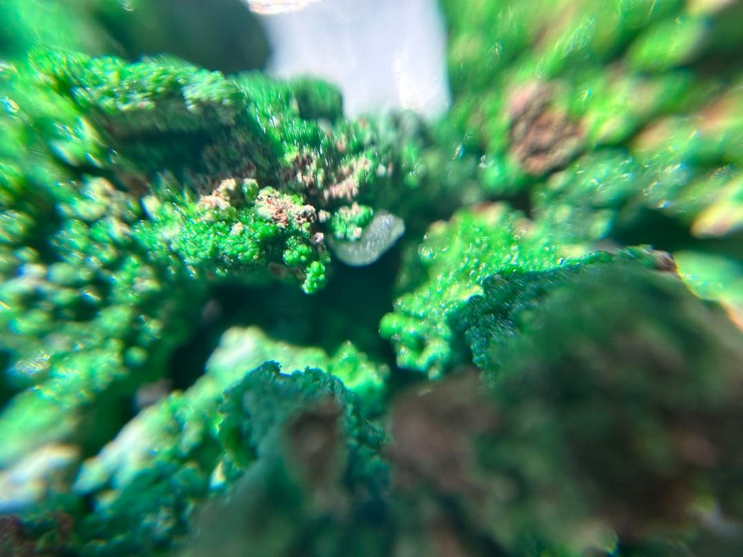 Conichalcite コニカルコ石 鉱物標本