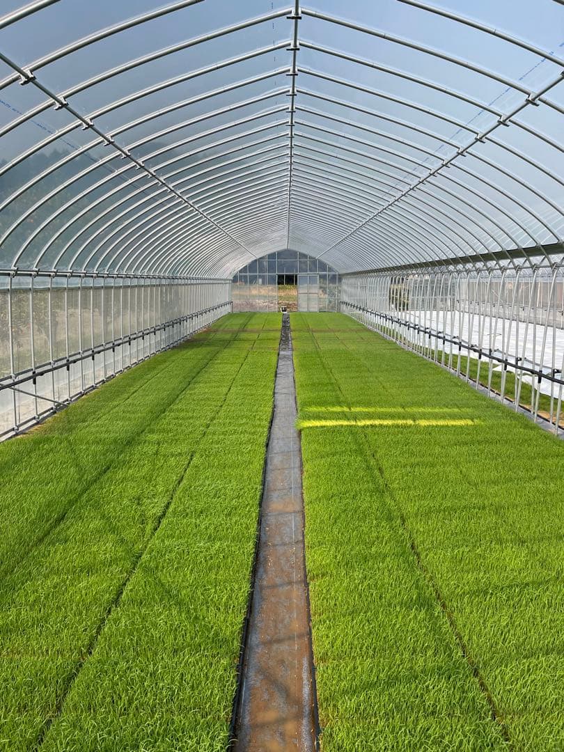 ♡もうすぐ終了♡新米 コシヒカリ 千葉県いすみ市産　10キロ白米⭐︎無洗米