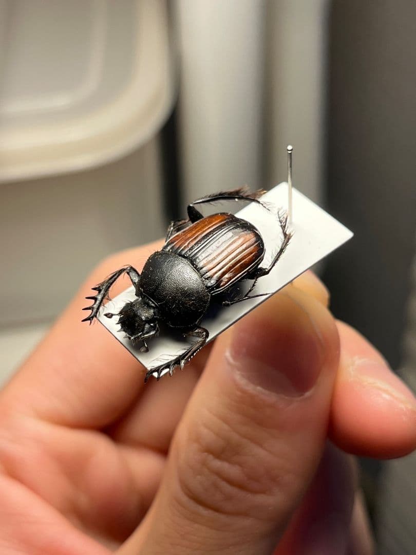 【21mm】ベニモンタマオシコガネ フンコロガシ糞虫とんでもない甲虫