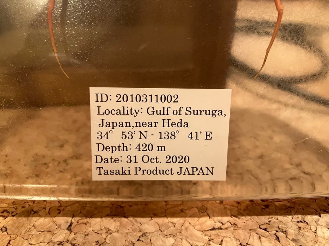 ウミグモ　深海生物樹脂封入標本 LEDライト付き 木製ケース