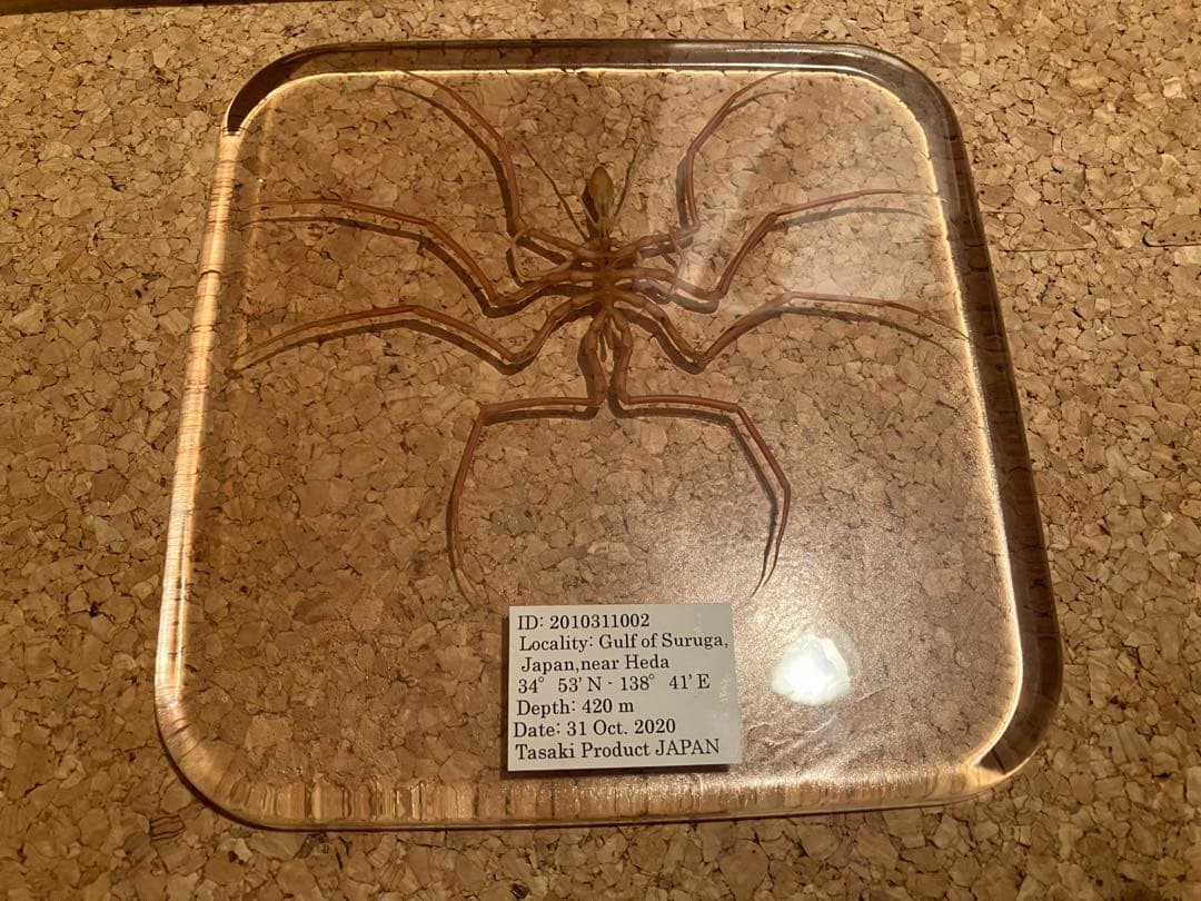 ウミグモ　深海生物樹脂封入標本 LEDライト付き 木製ケース