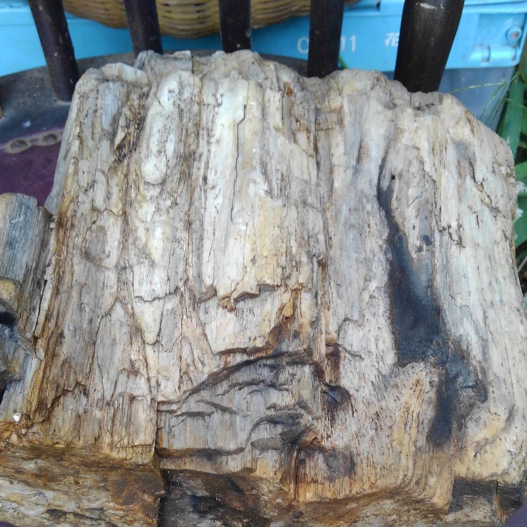 珪化木　化石　博物館級