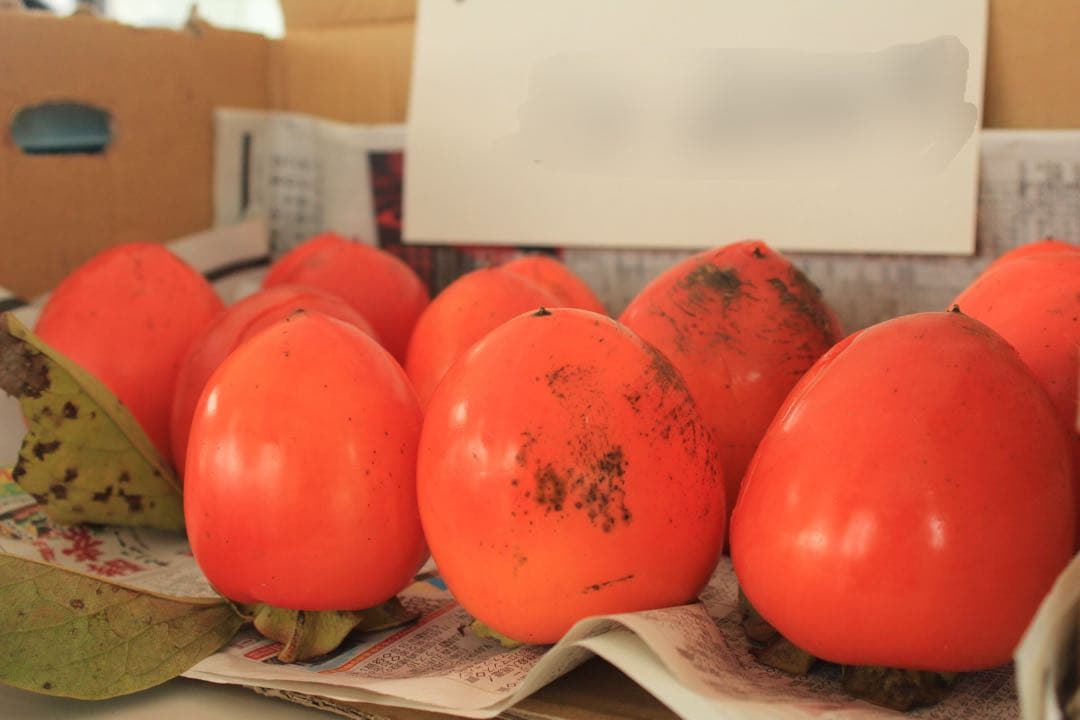 ⭐︎河村順子⭐︎蜂屋柿 20kg 【京都府】渋柿