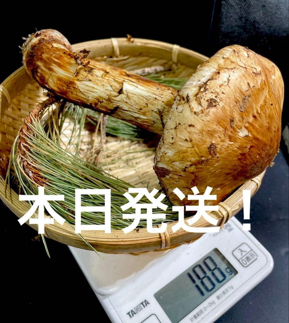 【大人気‼︎ 開き厳選 180g】本日採れ‼︎ 国産 松茸◆クール便発送◆