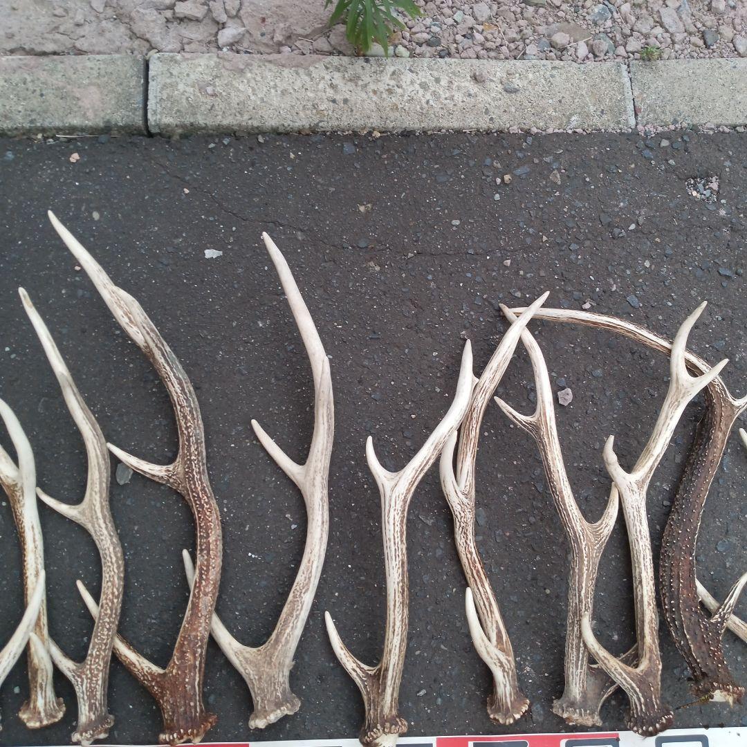 p*0様 天然蝦夷鹿の角 　犬のおもちゃ 工芸品などに　８番