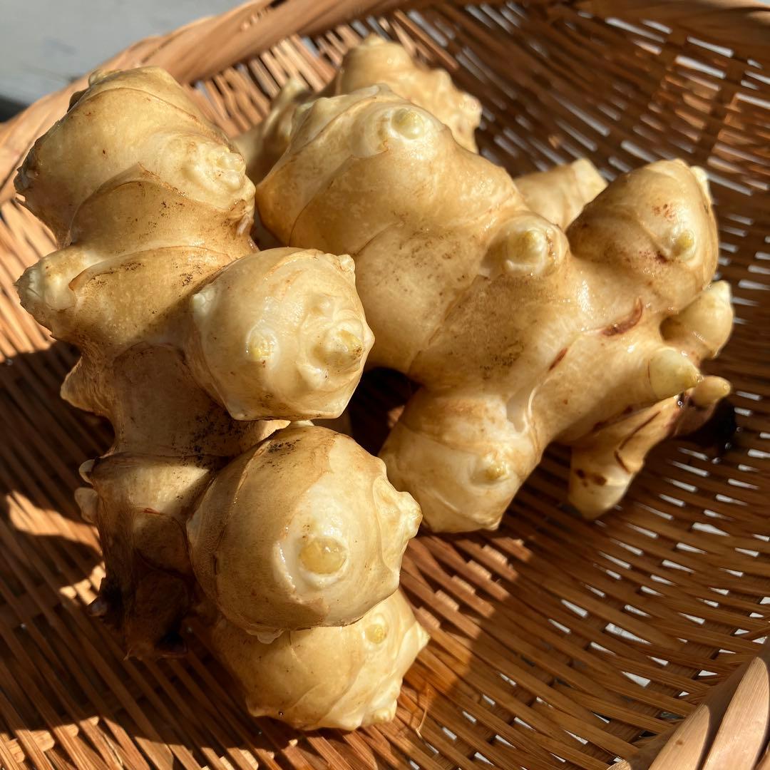 菊芋20袋　柿34袋