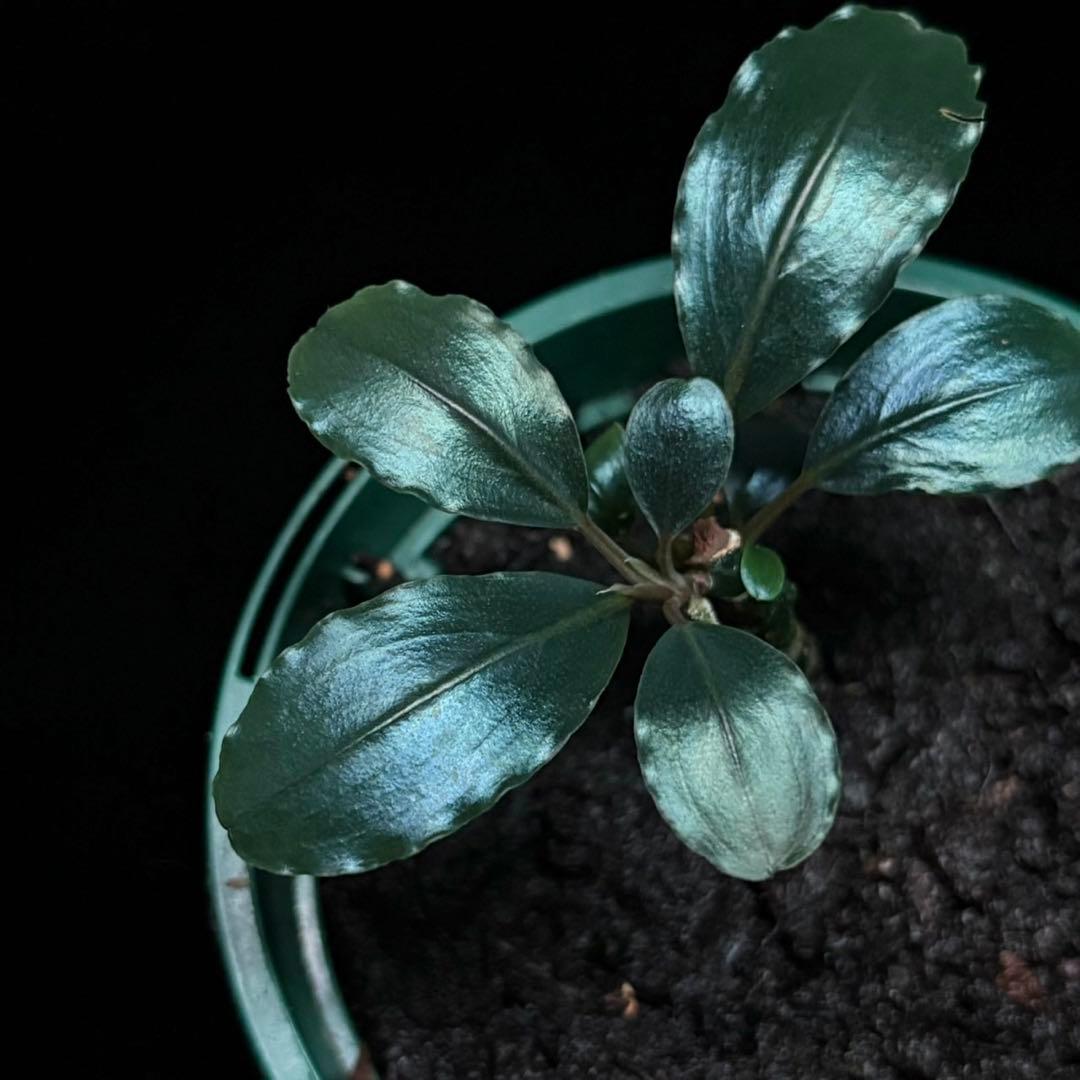 ブセファランドラsp.スーパーブルー KN