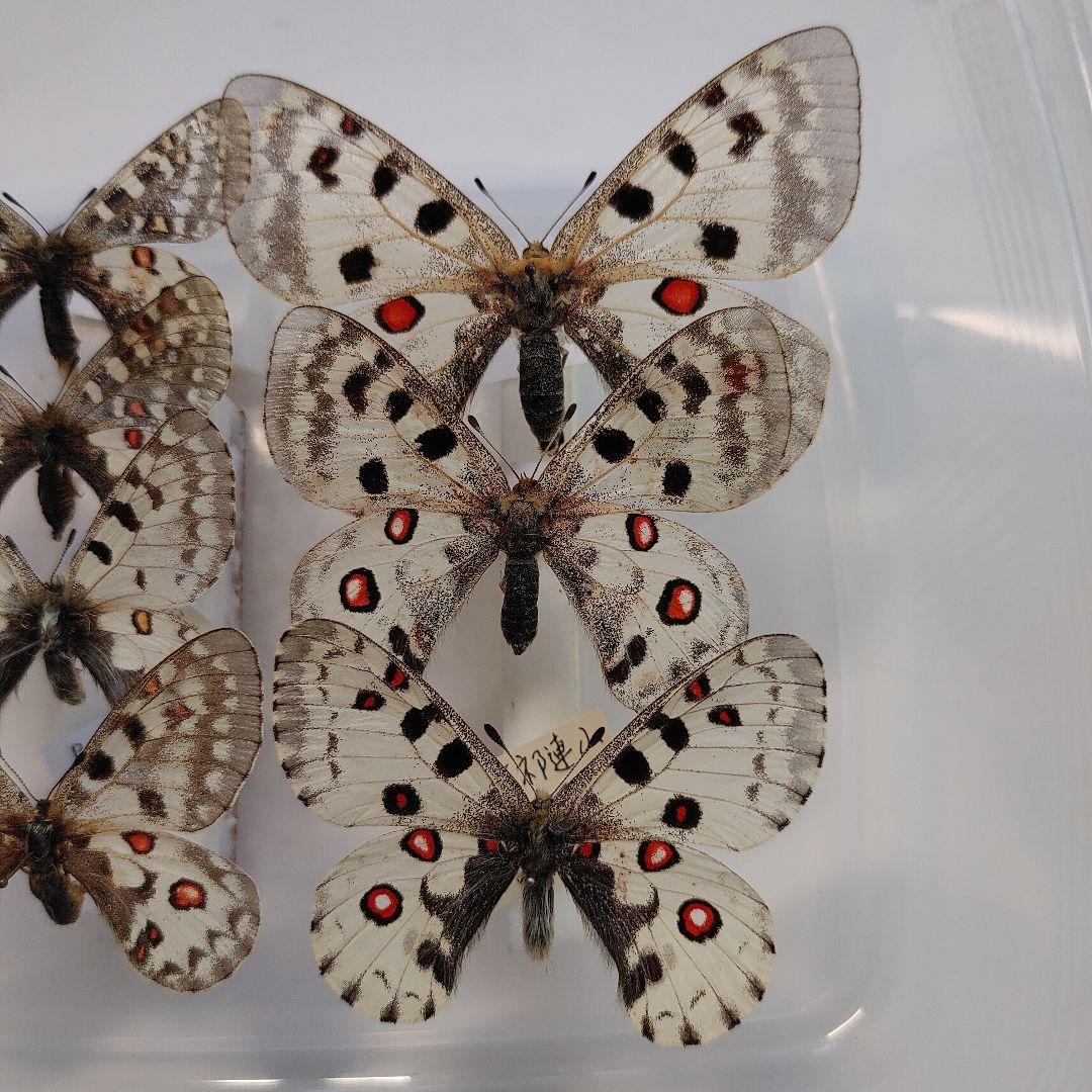 パルナシウス「5種」8頭