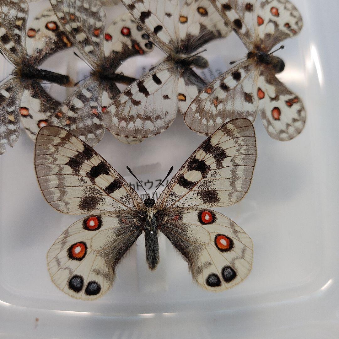 パルナシウス「5種」8頭