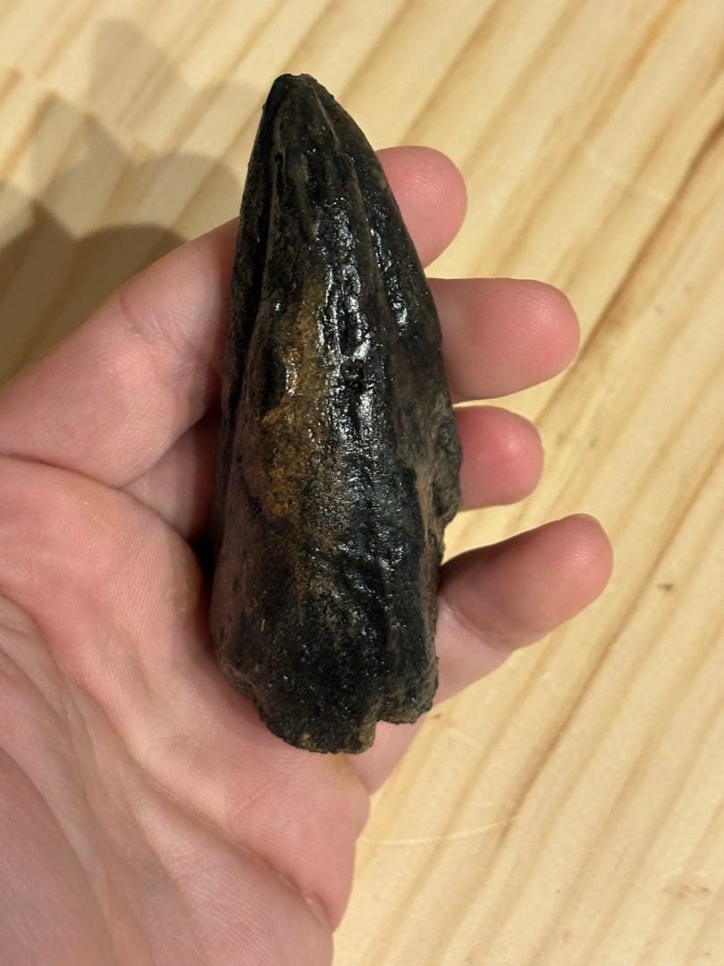 アフロベナトル　フットクロウ　化石　恐竜