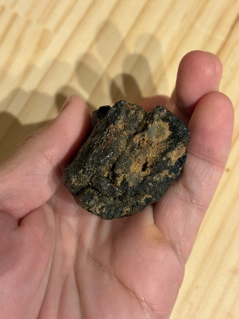 アフロベナトル　フットクロウ　化石　恐竜