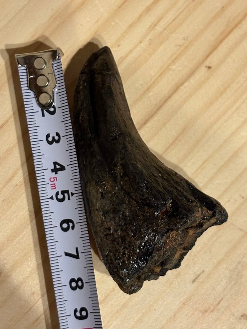 アフロベナトル　フットクロウ　化石　恐竜