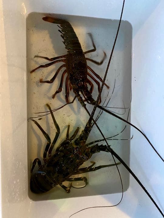 伊勢海老テンヤ仕掛け×10