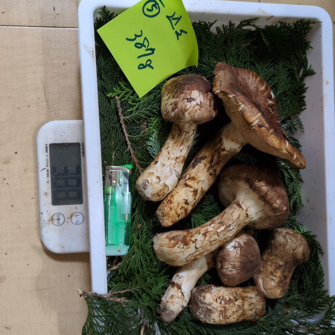 和歌山松茸 新鮮朝市　込み込み　388㌘