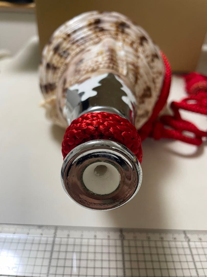 法螺貝①　貝殻　標本