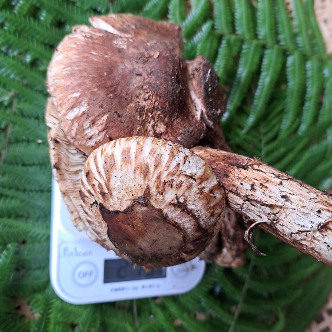 広島県産松茸　 279g