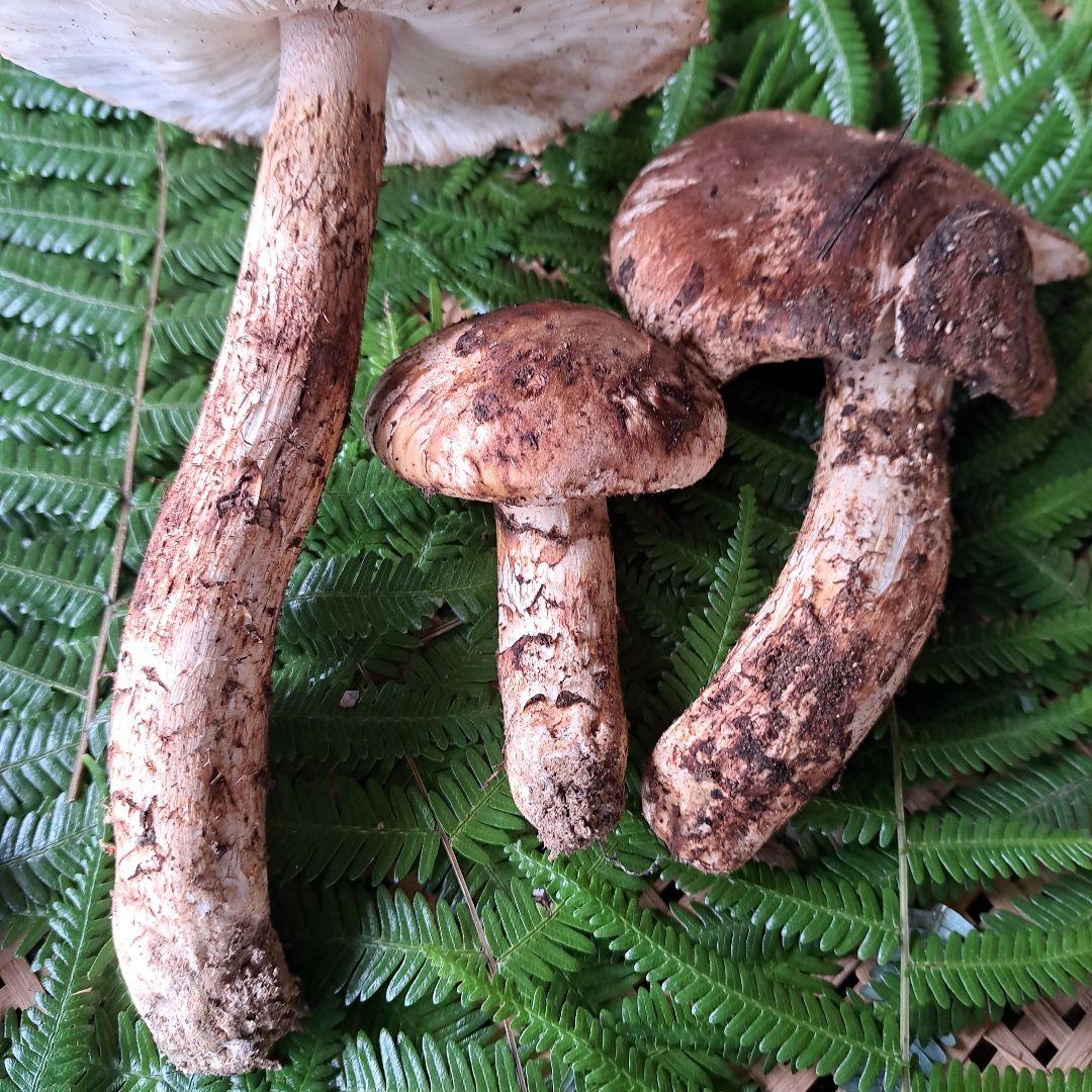 広島県産松茸　 279g