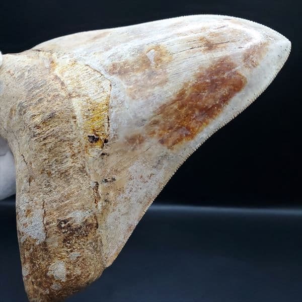 極上 メガロドン 歯 化石 本物 インドネシア 137.08mm mg11