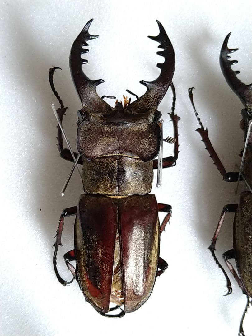 大型ミヤマ・大型エゾミヤマ・大型ノコギリ標本3点セット