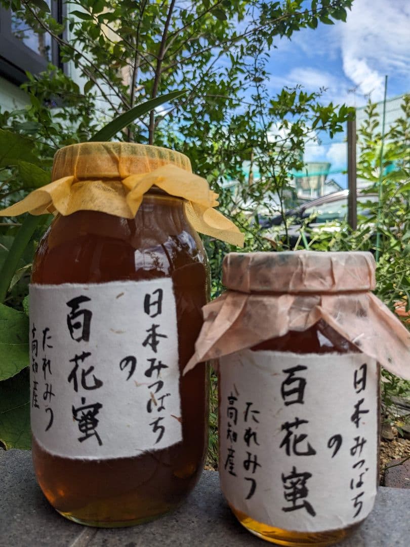 日本ミツバチ 蜂蜜 令和7年 採れたて 600g×2本 たれ蜜 非加熱　百花蜜