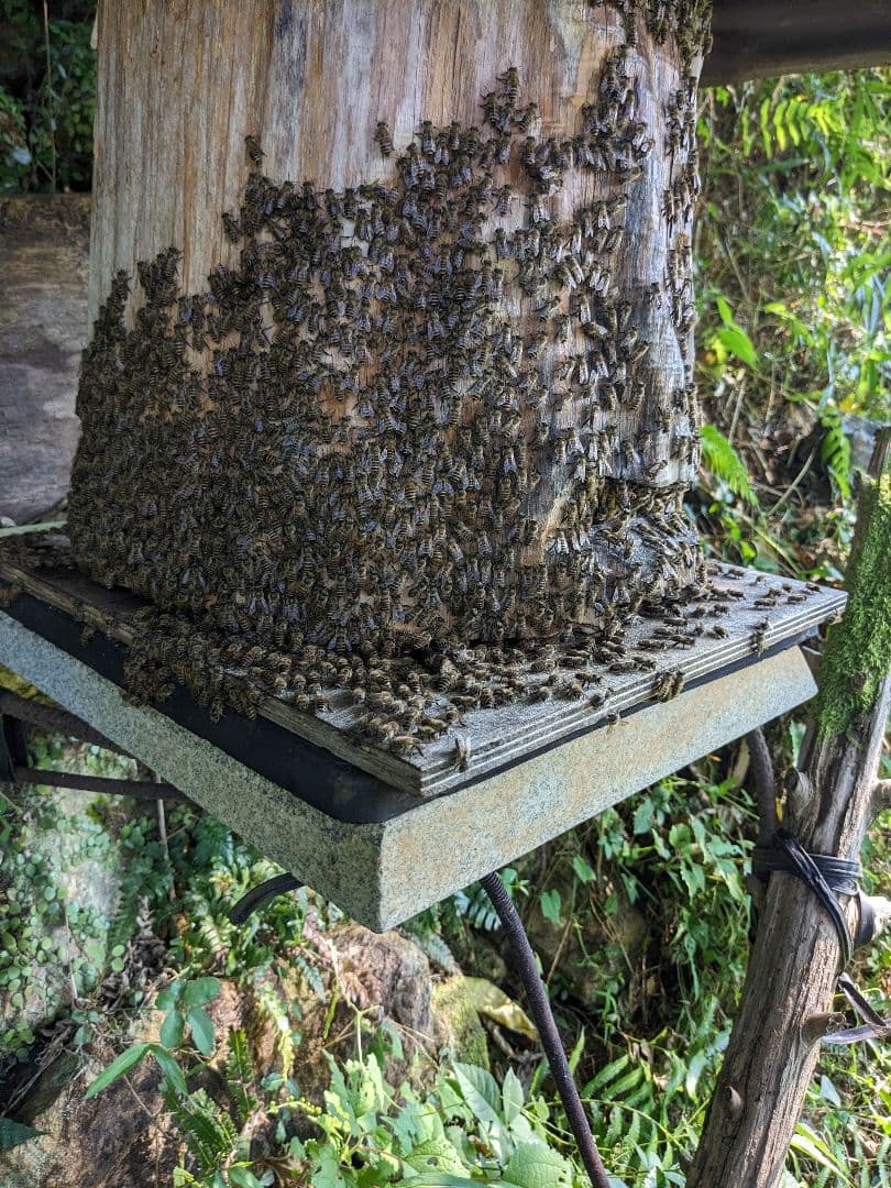 日本ミツバチ 蜂蜜 令和7年 採れたて 600g×2本 たれ蜜 非加熱　百花蜜