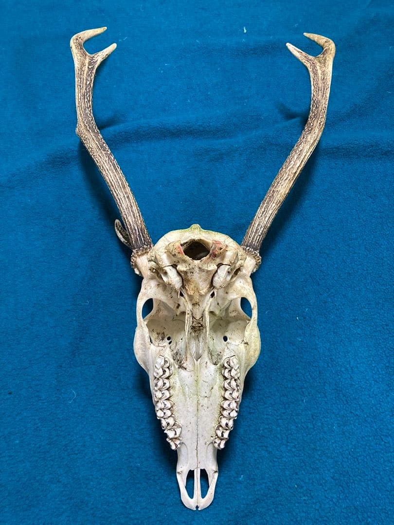 南信州産　ニホンジカ頭骨➕角セット