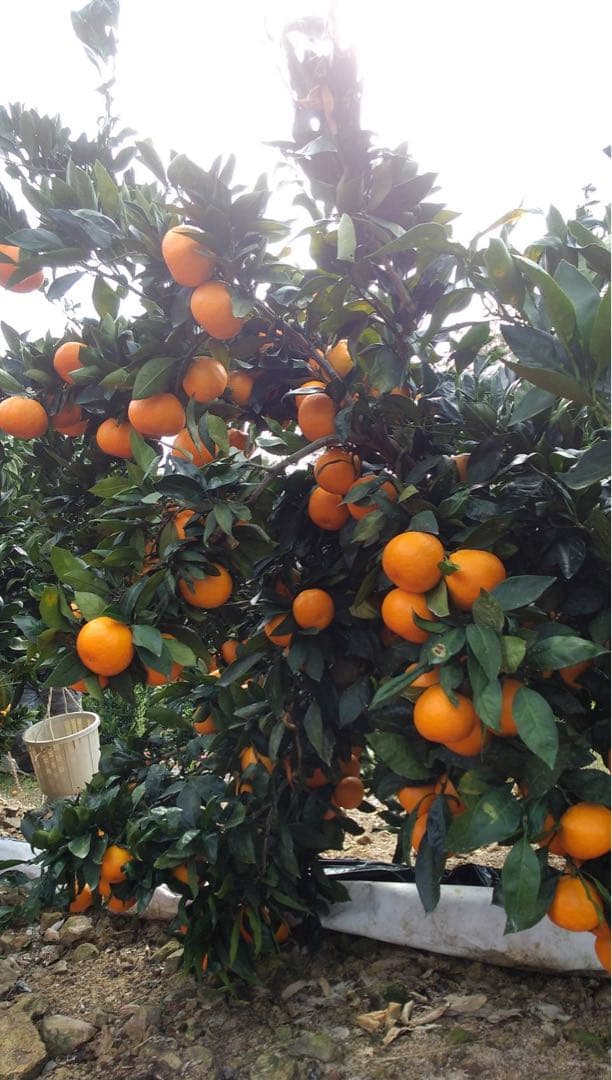 みかん15kg 送料込み 熊本産 甘い ミカン 15キロ 西南のひかり