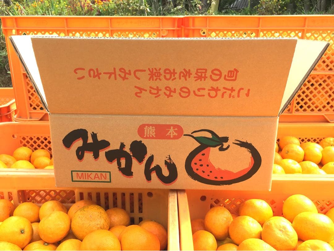 みかん15kg 送料込み 熊本産 甘い ミカン 15キロ 西南のひかり