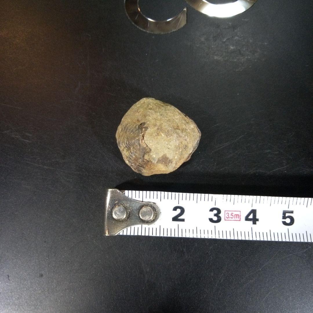 三葉虫　化石　fossil　海　ボリビア産　trilobite　海生動物網⑩