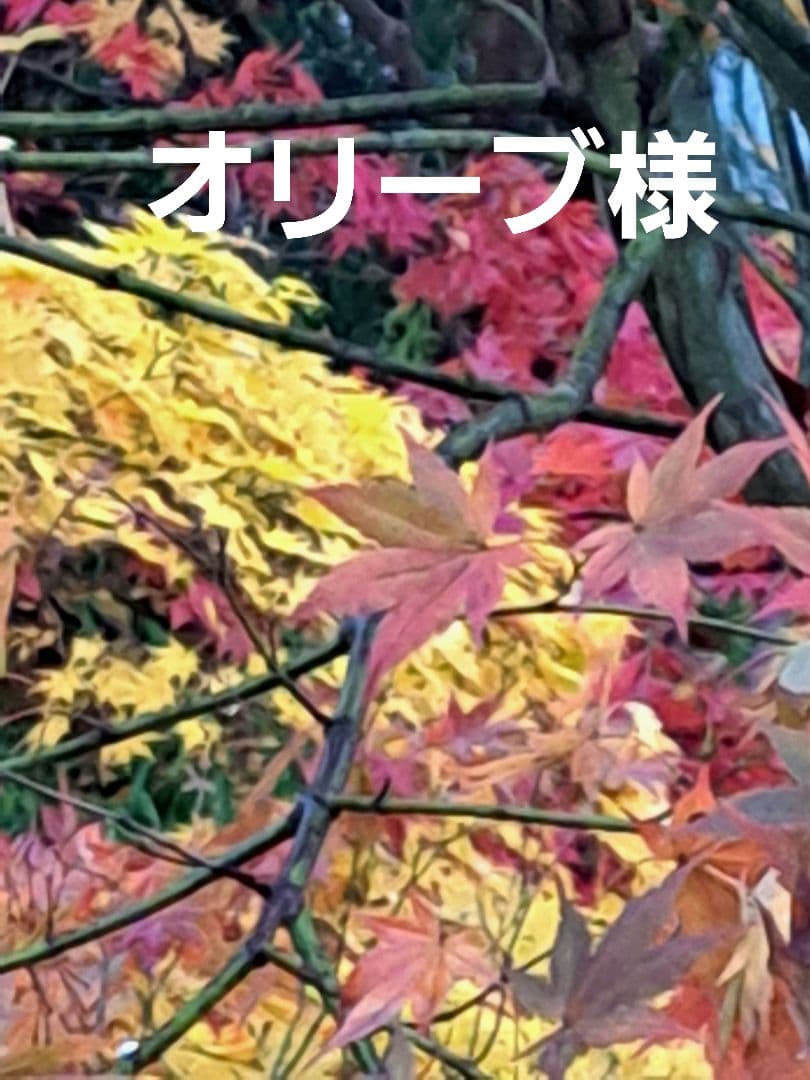 オリーブです。