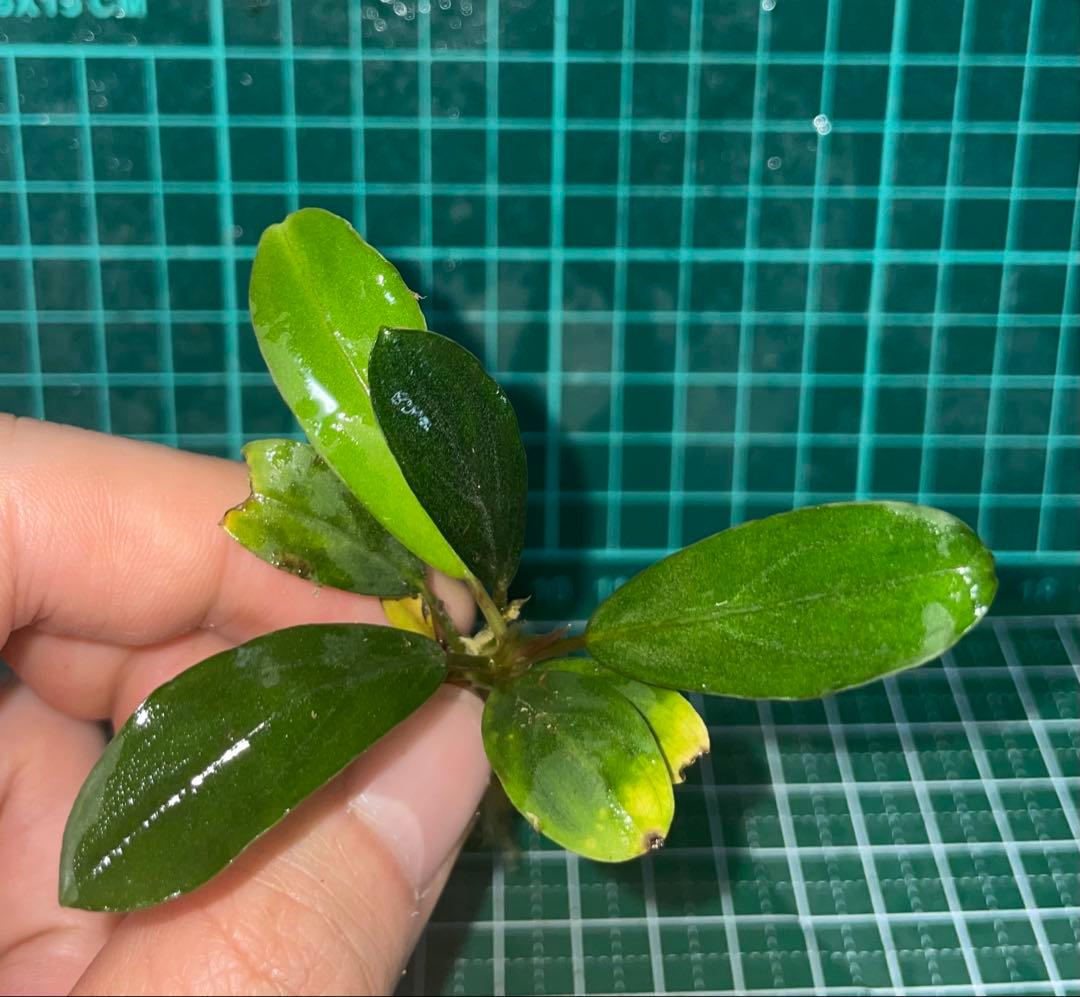 水草 Bucephalandra sp.Pearl gray TB