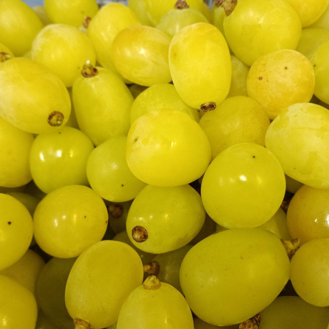 限定特売品シャインマスカット家庭用訳あり徳用5キロ入りの粒バック入りになります。