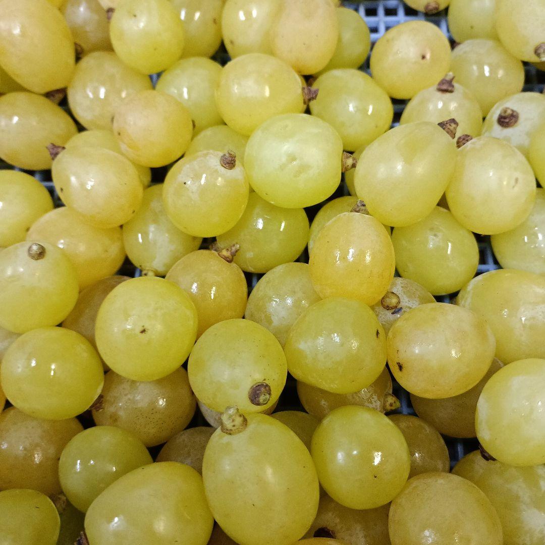 限定特売品シャインマスカット家庭用訳あり徳用5キロ入りの粒バック入りになります。