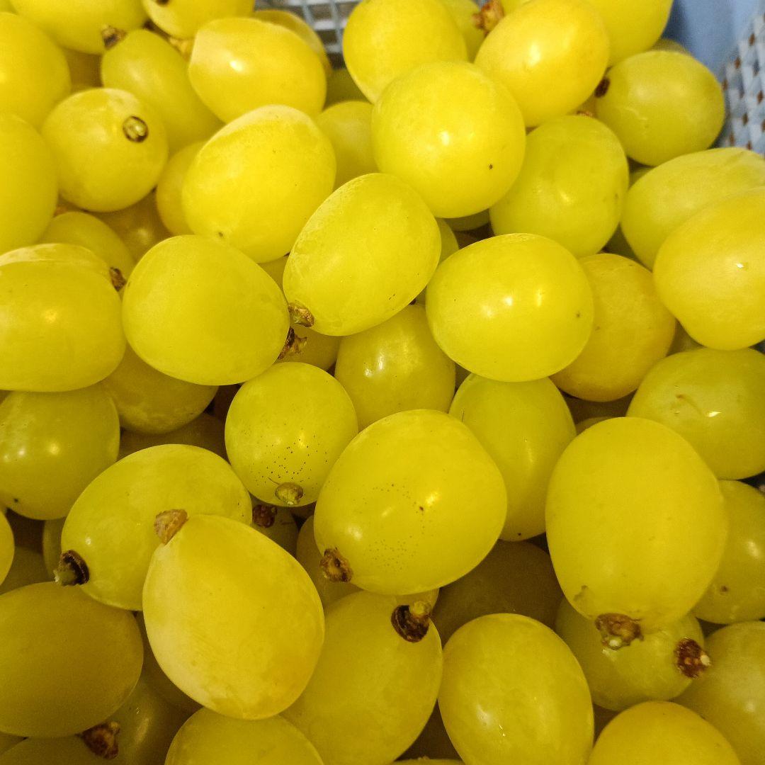 限定特売品シャインマスカット家庭用訳あり徳用5キロ入りの粒バック入りになります。