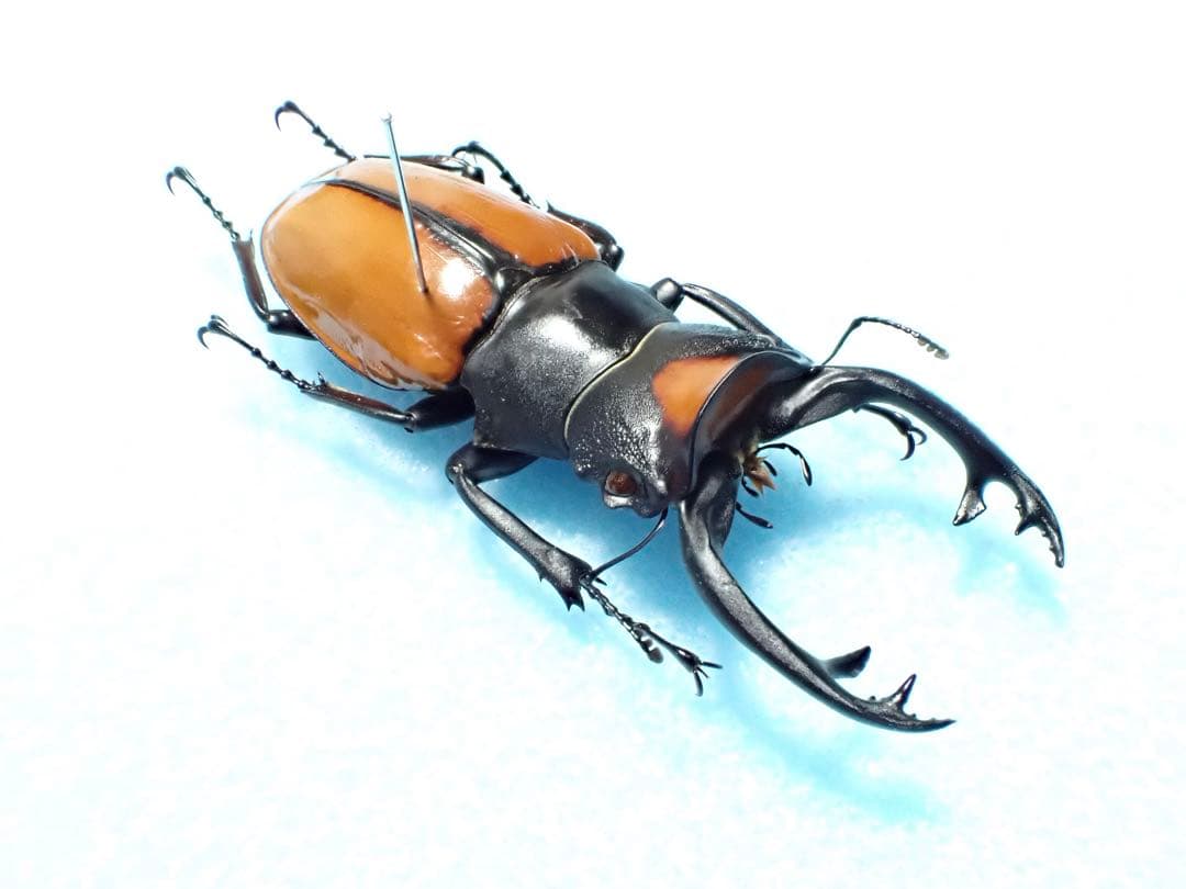 ナカジ　クワガタ標本