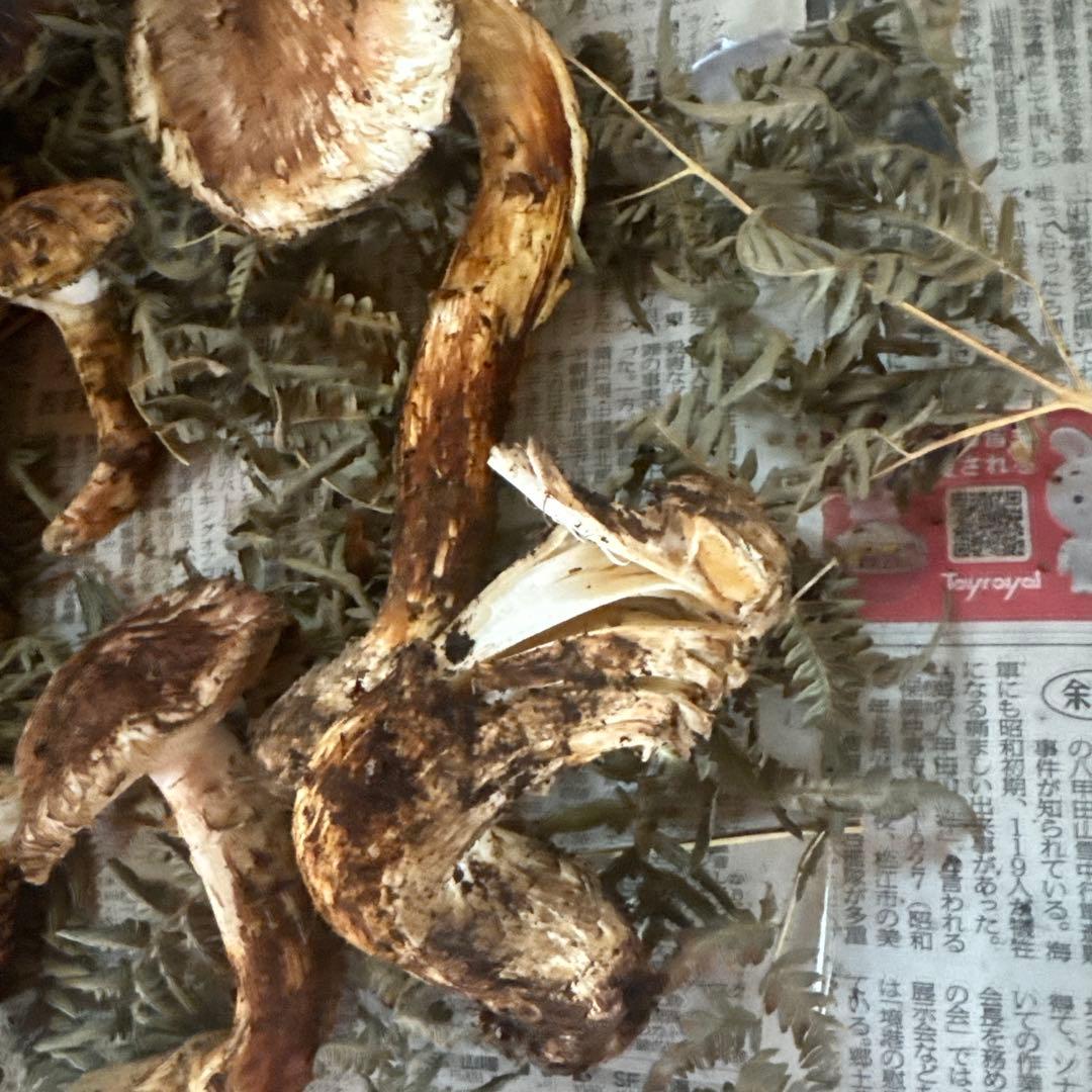 岩手県産松茸 傷訳あり難あり 518ｇ