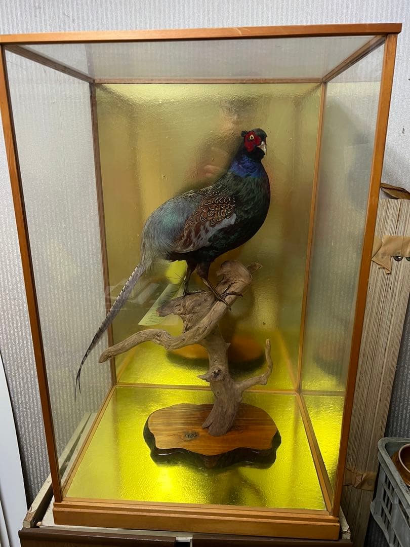 剥製のキジ 約30cm